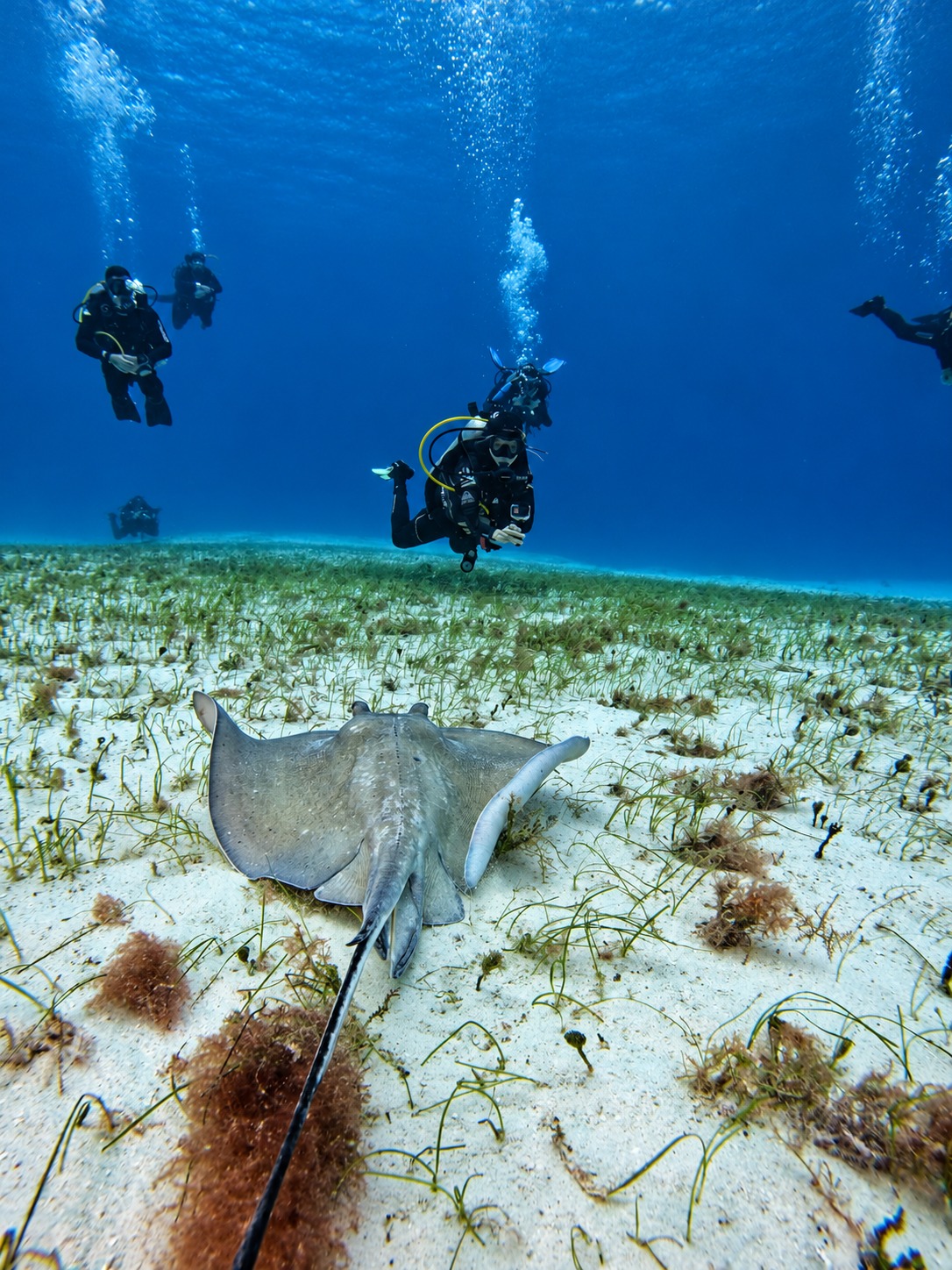 Raya sobre el fondo marino y buzos en aguas abiertas